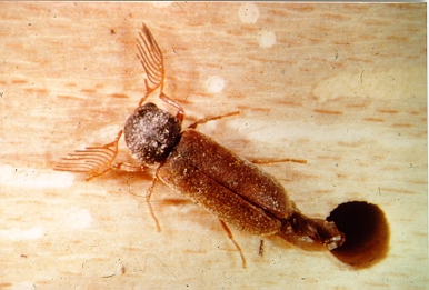 Ptilinus_Kaefer